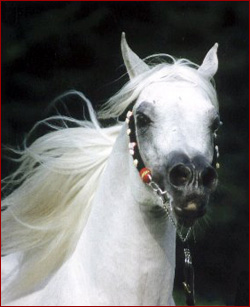 jaime les chevaux plus que tout 